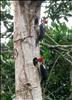 Woodpeckers